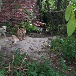 Cappucino,milo,milky,browny,lucky - Mixed Breed Dog