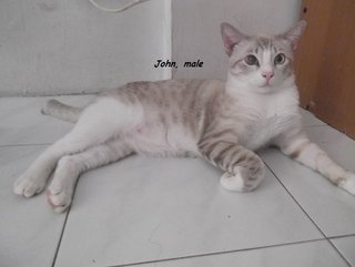 John - Domestic Short Hair Cat