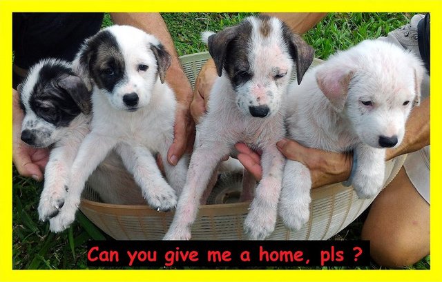 Lucy's Puppies Look For Home - Mixed Breed Dog