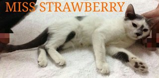 Miss Strawberry - Domestic Long Hair + Persian Cat