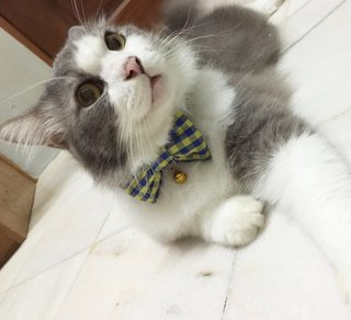 Juju - Domestic Long Hair Cat