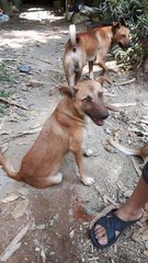 Female Puppy(6 Months) - Mixed Breed Dog