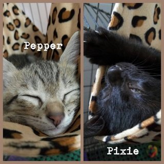 Pixie &amp; Pepper - Tabby Cat