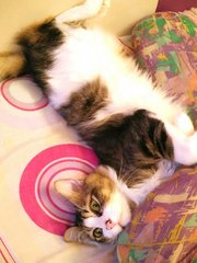 Tuna  - Domestic Medium Hair Cat