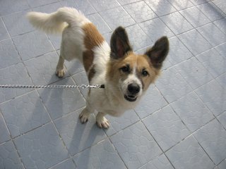 Lassie - Mixed Breed Dog