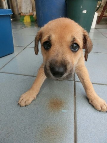 Puppies In Seri Kembangan - Mixed Breed Dog