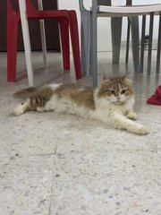Taffy - Persian Cat
