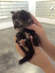 Momo - Domestic Short Hair Cat