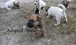 adopted - male