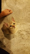 Mouna - Japanese Bobtail Cat