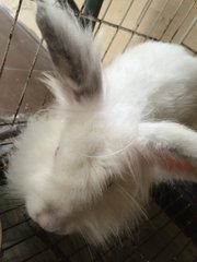 Fluffy - Florida White Rabbit