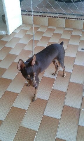 Min - Miniature Pinscher Dog