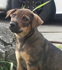 PF77668 - Mixed Breed Dog