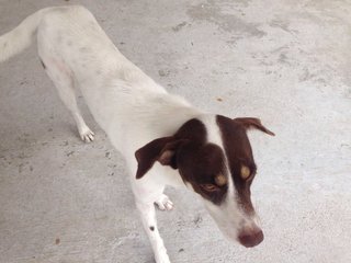 Urgent - Owner Leaving  - Mixed Breed Dog