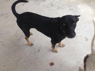 Urgent - Owner Leaving  - Mixed Breed Dog