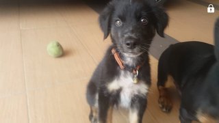 Hei Hei(Cross Bred Dog)-adopted10/8 - Mixed Breed Dog