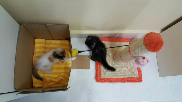 2 Kittens (8weeks Old)  - Domestic Short Hair Cat