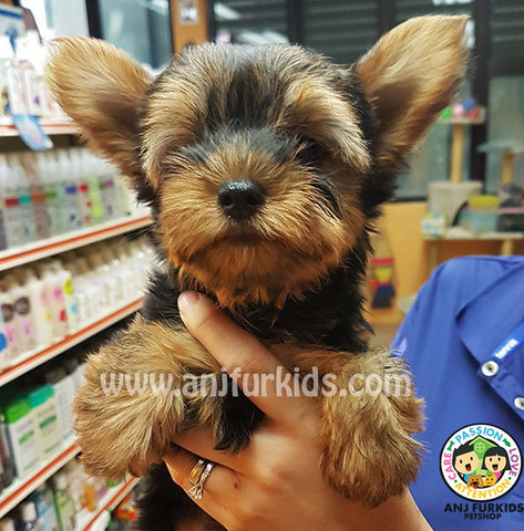 Fgfgfd - Yorkshire Terrier Yorkie Dog