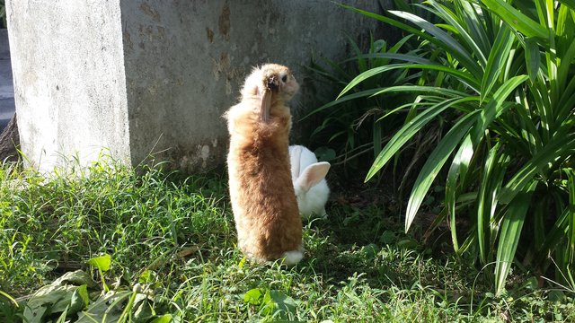 Bucky - English Lop Rabbit