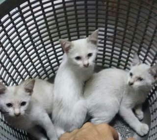 These three beautiful kittens.