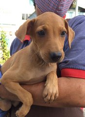 Seeta - Weimaraner Mix Dog