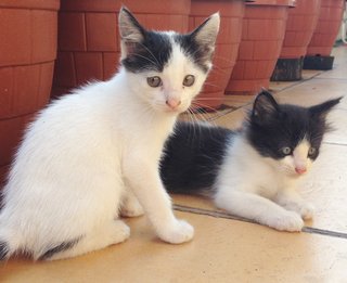 White and black spot and Tuxedo cat 2