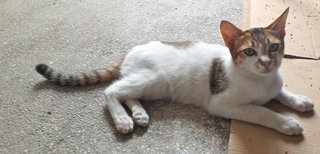 Matisse - Domestic Short Hair Cat