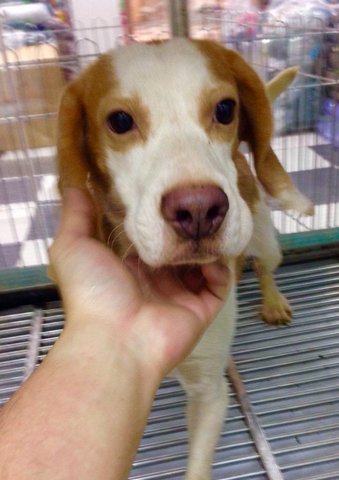Adorable Beagle  - Beagle Dog