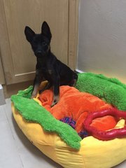 Hotdog-mary (Female,toilet Trained) - German Shepherd Dog Mix Dog