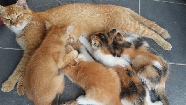 4 Kittens For Adoption  - Domestic Medium Hair + Domestic Short Hair Cat