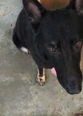 Rocky  - German Shepherd Dog Mix Dog