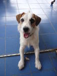Milo Wong - Jack Russell Terrier Dog