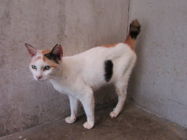 030716 (C4) - Domestic Short Hair Cat