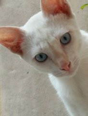 Blue Eyed Tommie - Domestic Short Hair Cat