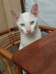 Blue Eyed Tommie - Domestic Short Hair Cat