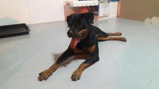 Lukmi - Rottweiler Dog