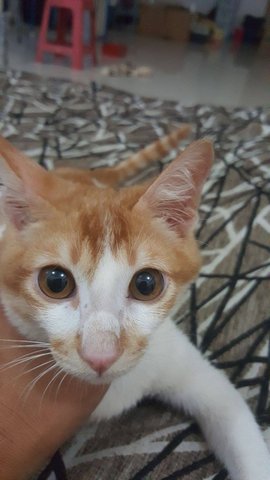 Orange Cat (Area: Jb) - Domestic Short Hair Cat