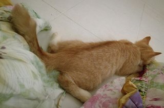 Suci - Domestic Short Hair Cat