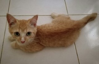 Suci - Domestic Short Hair Cat