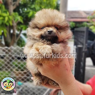 Quality Pom2eranian Puppies - Pomeranian Dog