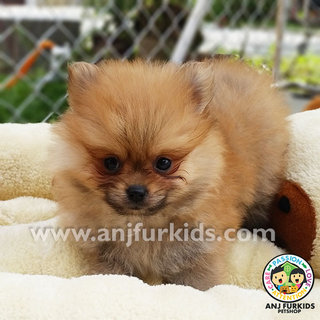 Quality Pom2eranian Puppies - Pomeranian Dog