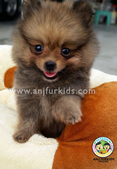 Quality Pom2eranian Puppies - Pomeranian Dog