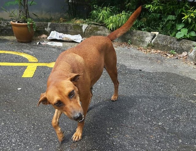 Baby - Very Sweet And Gentle! - Mixed Breed Dog