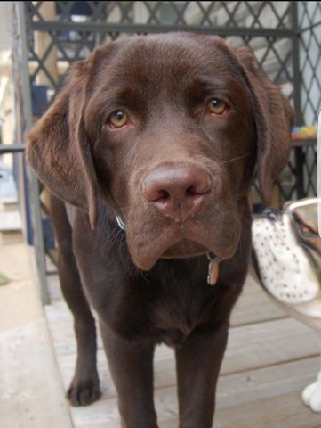 Labrador Retriever - Adoption - Labrador Retriever Dog