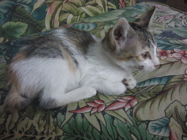 Siti Sofia  - Bobtail Cat