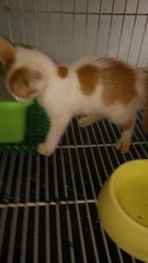 Kecik - Domestic Short Hair Cat