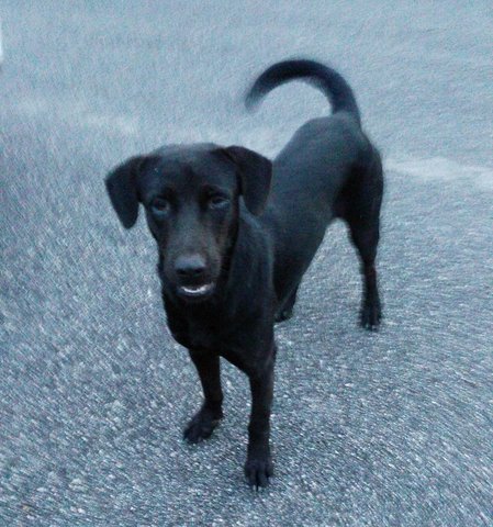 Black Labrador Mixed Male - Black Labrador Retriever Mix Dog