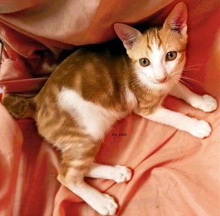 Jkids - Domestic Medium Hair Cat
