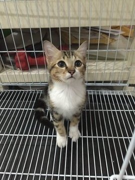 Kittty  - Bengal Cat