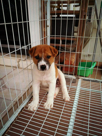 Charm From Klang - Mixed Breed Dog